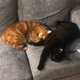 Image for article titled The Cats Of Kotaku